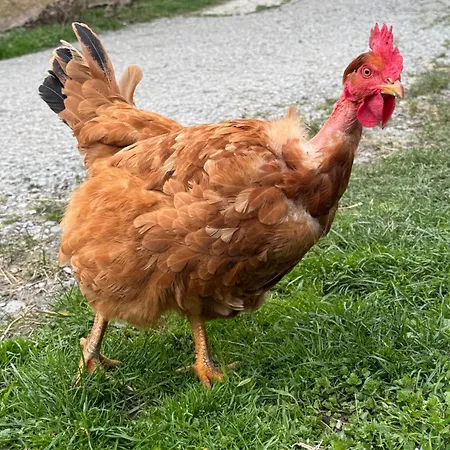 Gospodarstwo agroturystyczne Dei Legi