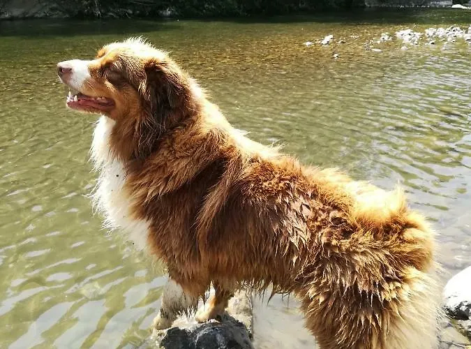 Dei Legi * San Pietro Vara