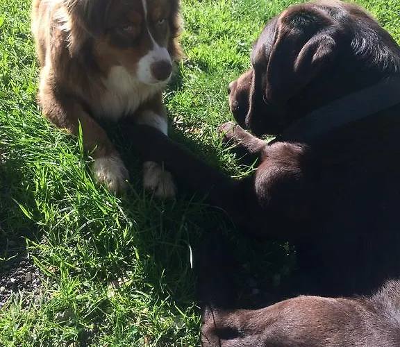 Dei Legi